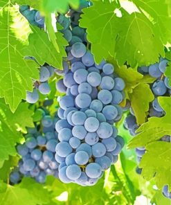 Aesthetic Grape Vines Diamond Paintings