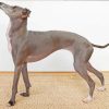 Aesthetic Greyhound Dog Diamond Paintings