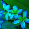 Blue Plumeria Diamond Painting