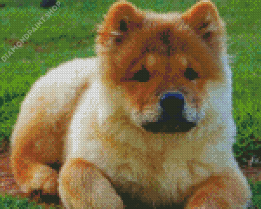 Chow Chow Diamond Paintings