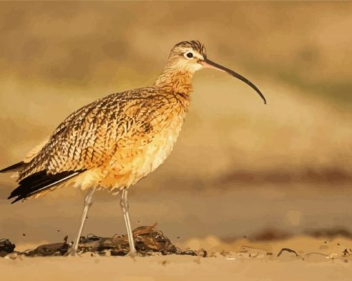 Long Billed Curlew On Morro Strand Diamond Paintings