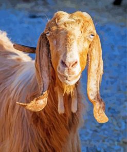 Long Eared Goat Animal Diamond Paintings