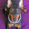 Manchester Terrier Diamond Paintings