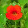 Nasturtium Flower Diamond Paintings