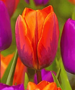 Orange Purple Tulip Diamond Paintings