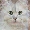 Persian Cat Diamond Painting