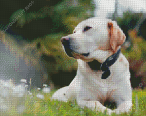 White Labrador Dog Diamond Paintings