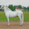 White Welsh Pony Horse Diamond Paintings