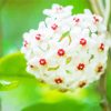 White Hoya Flowers Diamond Paintings