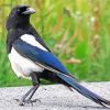 Aesthetic Black Billed Magpie Bird Diamond Paintings