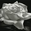 Aesthetic Black And White Rose Diamond Paintings