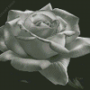 Aesthetic Black And White Rose Diamond Paintings