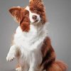 Aesthetic Brown Border Collie Pet Diamond Paintings