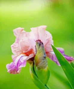 Aesthetic Pink Iris Diamond Painting