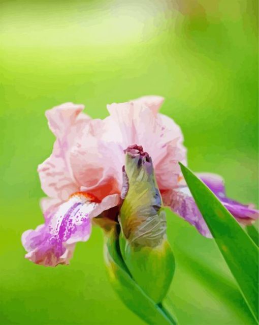 Aesthetic Pink Iris Diamond Painting