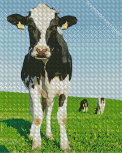 Black And White Cows Diamond Paintings