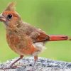 Cute Juvenile Cardinal Diamond Paintings