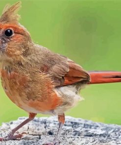 Cute Juvenile Cardinal Diamond Paintings