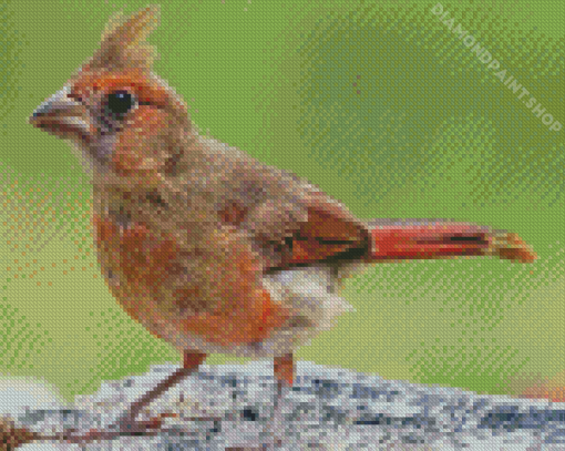 Cute Juvenile Cardinal Diamond Paintings