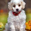 Cute Cavachon Diamond Paintings