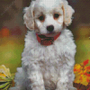 Cute Cavachon Diamond Paintings