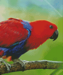 Eclectus Parrot Bird Diamond Paintings