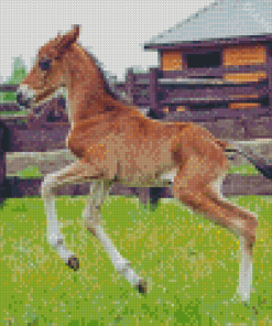 Little Horse Foal Diamond Paintings