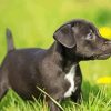 Little Patterdale Terrier Diamond Paintings