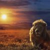 Safari Lion Sunset Diamond Paintings