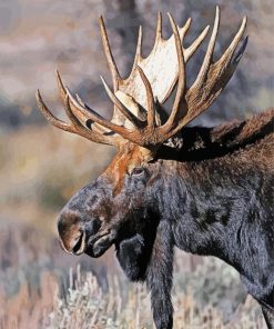 Teton Moose Head Diamond Paintings