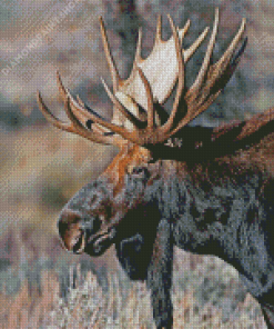 Teton Moose Head Diamond Paintings