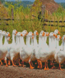 White Geese Goose Diamond Paintings