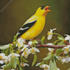 Yellow Finch On Tree Diamond Painting