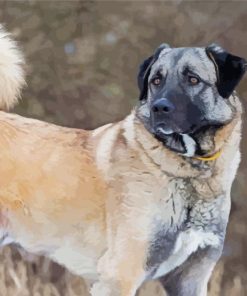 Anatolian Shepherd Diamond Painting