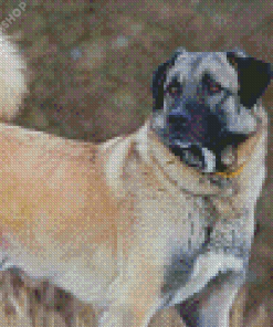 Anatolian Shepherd Diamond Painting