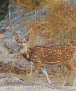 Axis Deer Chital Diamond Painting