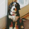 Bernedoodle Dog Diamond Painting