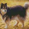 Black Finnish Lapphund Diamond Painting