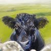 Black Cow Animal Diamond Painting