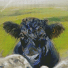 Black Cow Animal Diamond Painting