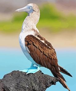 Blue Footed Boob Bird Diamond Painting