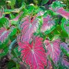 Caladium Colorful Plant Diamond Painting