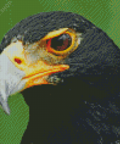 African Black Eagle Diamond Painting