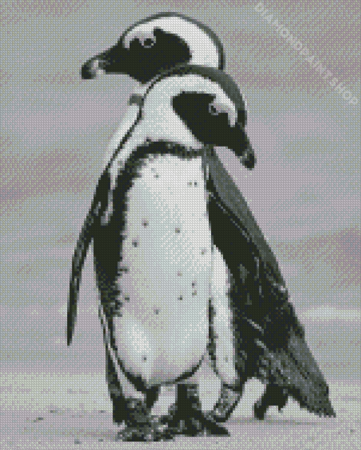 Beautiful Black And White Penguins Diamond Painting