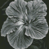 Black And White Hibiscus Diamond Painting