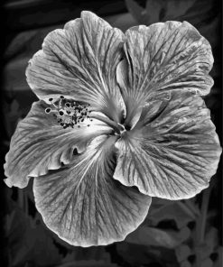 Black And White Hibiscus Diamond Painting