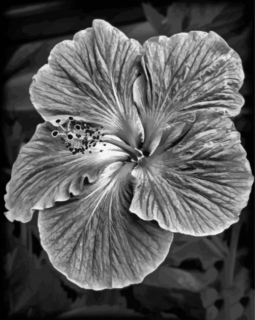 Black And White Hibiscus Diamond Painting