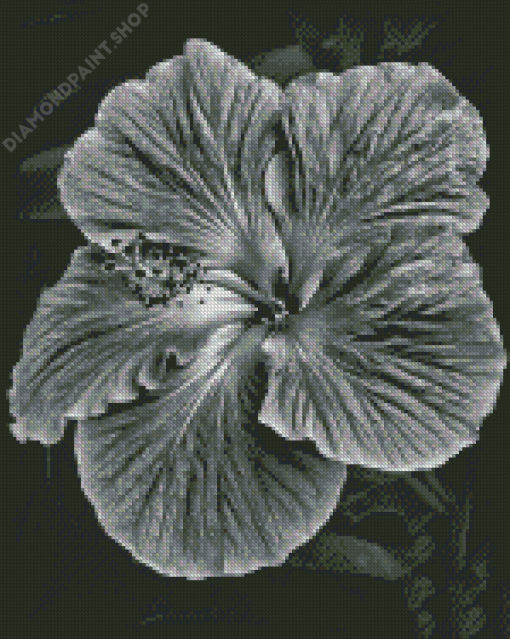 Black And White Hibiscus Diamond Painting