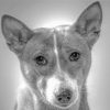 Black And White Basenji Diamond Painting