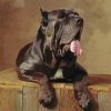 Black Neapolitan Mastiff Diamond Painting